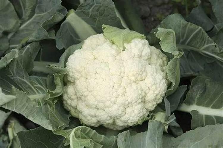 花椰菜管理技巧