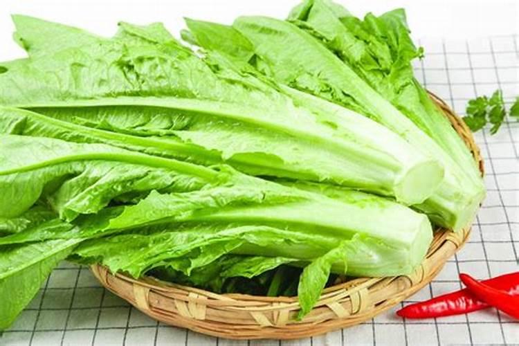 绿意盎然：掌握空心菜夏季种植的关键步骤