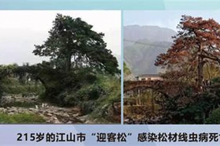松材线虫病：如此可怕？如何防控？