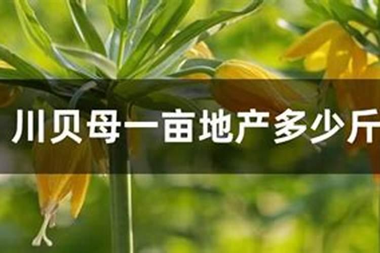 一亩地贝母要多少磷肥水合适？