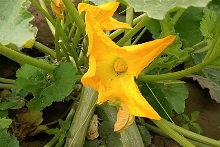 西葫芦黑心病症状及防治技术有哪些？