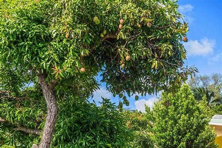 守护果实纯净：果树忌用农药的深度剖析