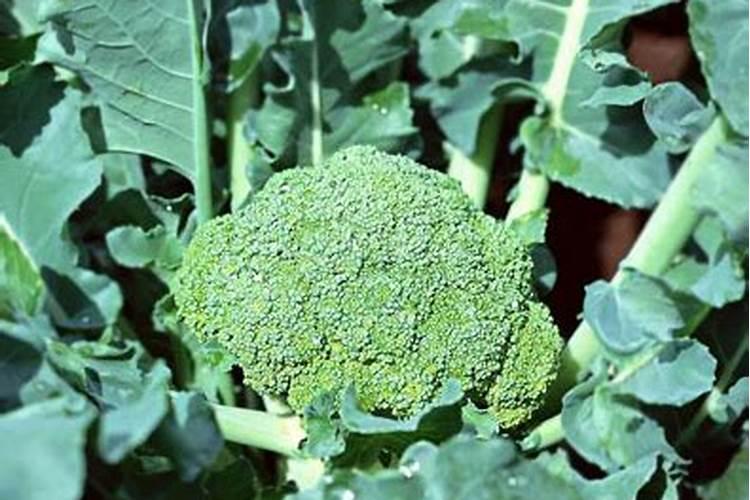 绿意盎然：西兰花施肥的艺术