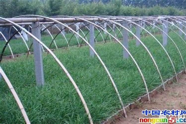 设施李树扣棚前后管理技术