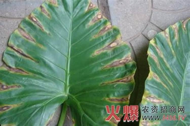 滴水观音病虫害防治方法？