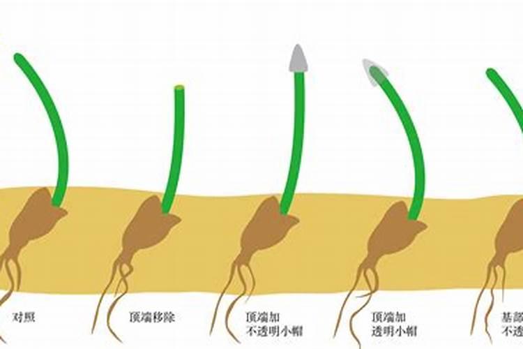 植物向阳生长的原因