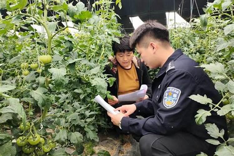 绿色守护：蔬菜大棚用药的安全与规范