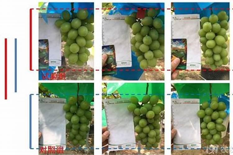 葡萄中后期钾肥施用策略：提升果实品质的关键步骤