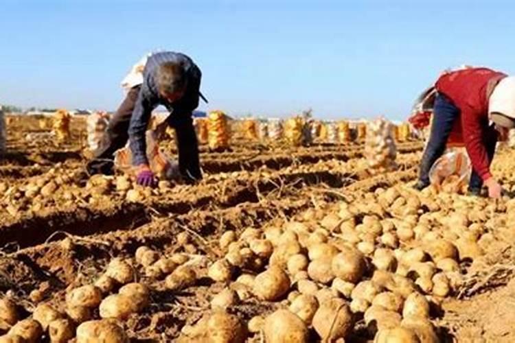 土豆种植的黄金指南：掌握关键注意事项，收获满满