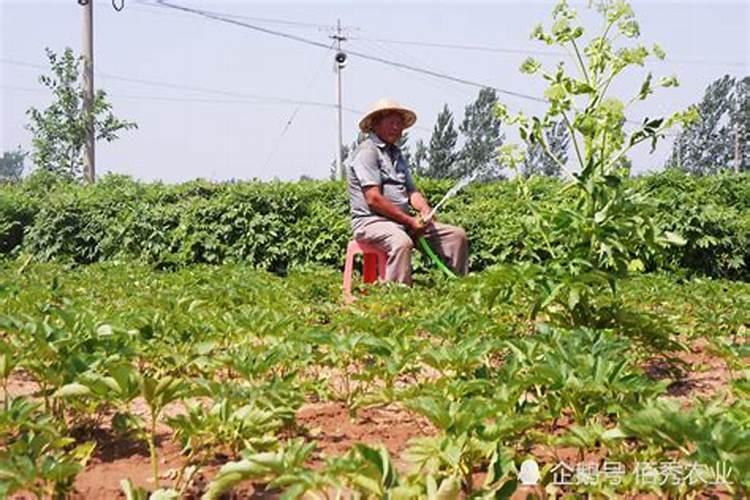 中药材地下害虫：揭秘其发生、为害特点与综合防治策略？