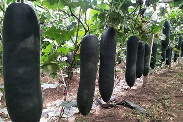 绿色守护者：黑皮冬瓜的栽培与病虫害管理秘籍