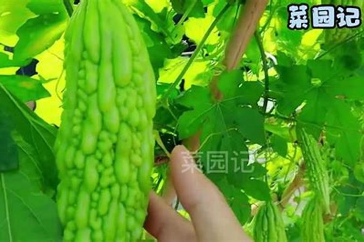 苦瓜育苗技术：掌握关键步骤，助力健康生长