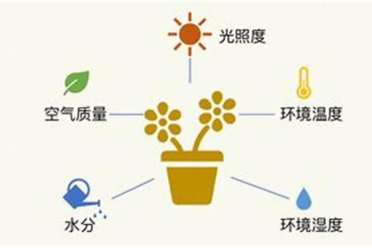 春兰的种植方法，春兰种植有哪些注意事项？