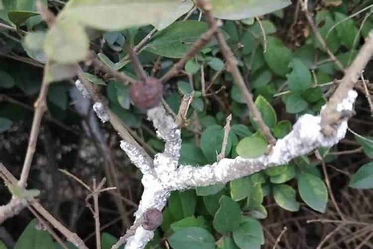 白蜡蚧怎么防治？白蜡蚧的防治方法