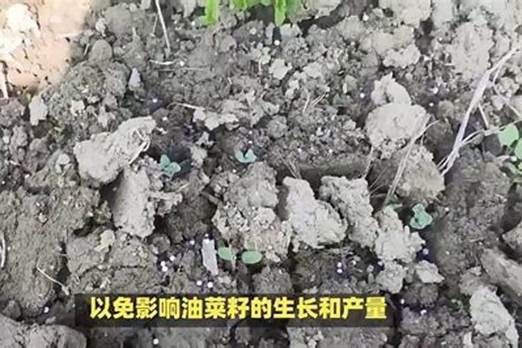 警惕！使用细菌生物农药的五大注意事项