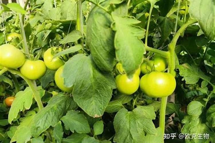 西瓜幼苗多久用一次叶面肥最好？