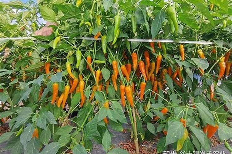 在温室栽培中不宜过早摘除辣椒下部叶片的原因