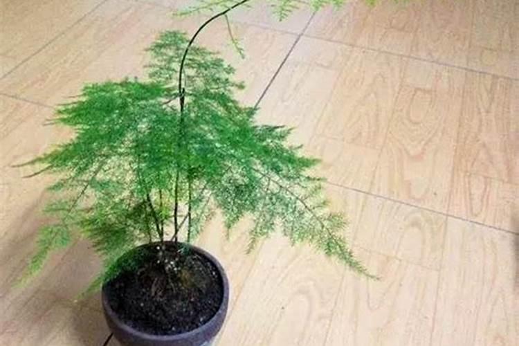 文竹不发芽怎么处理文竹不发芽如何解决处理？