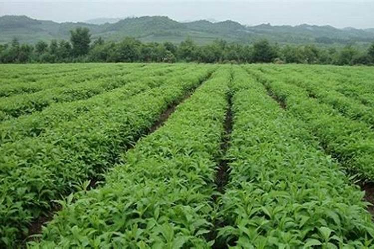 药材种植致富经：科学栽培与市场导向并重