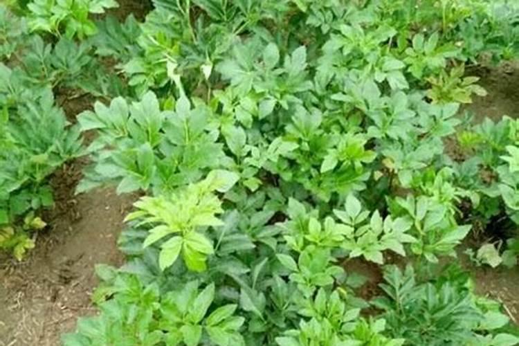 药材种植致富经：科学栽培与市场导向并重