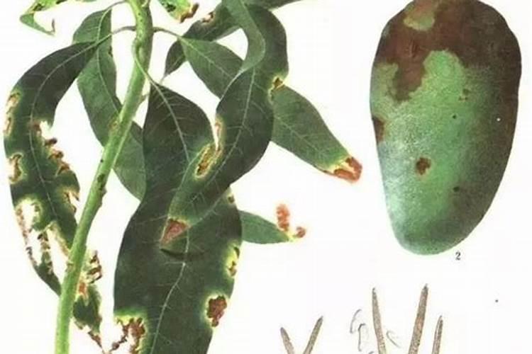 守护金黄宝藏：芒果炭疽病的综合防治策略