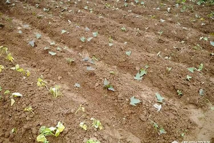 生地高效种植技术的探索与实践