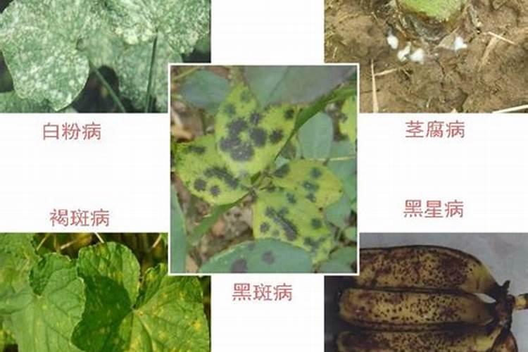 田间守护者：花生病虫害辨别与用药全攻略