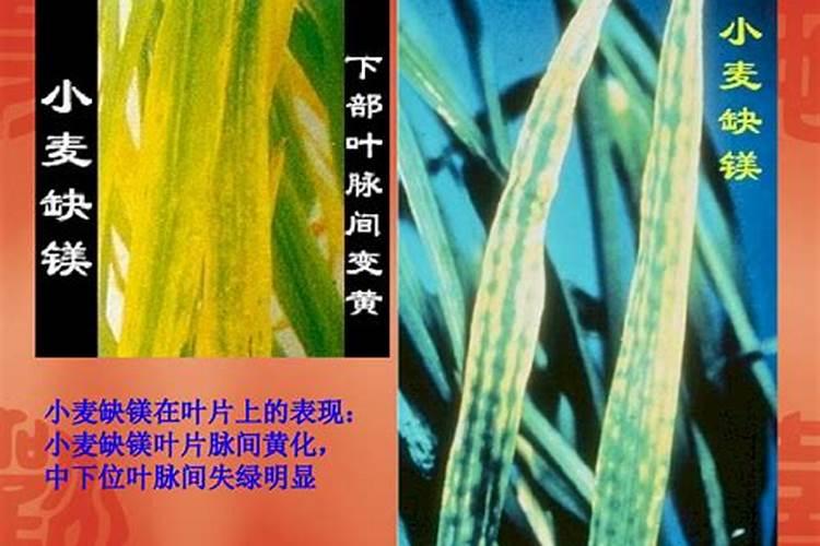 玉米缺镁的症状是什么？