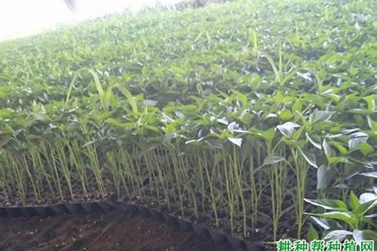 辣椒育苗常用的育苗床有哪几种？优点和缺点有哪些？