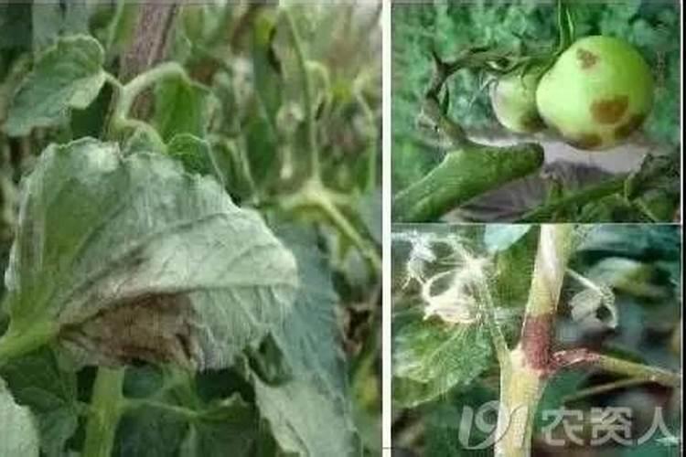 战胜番茄黑杆病：有效防治策略详解