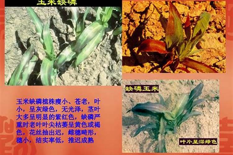 玉米幼苗缺磷会有哪些症状？