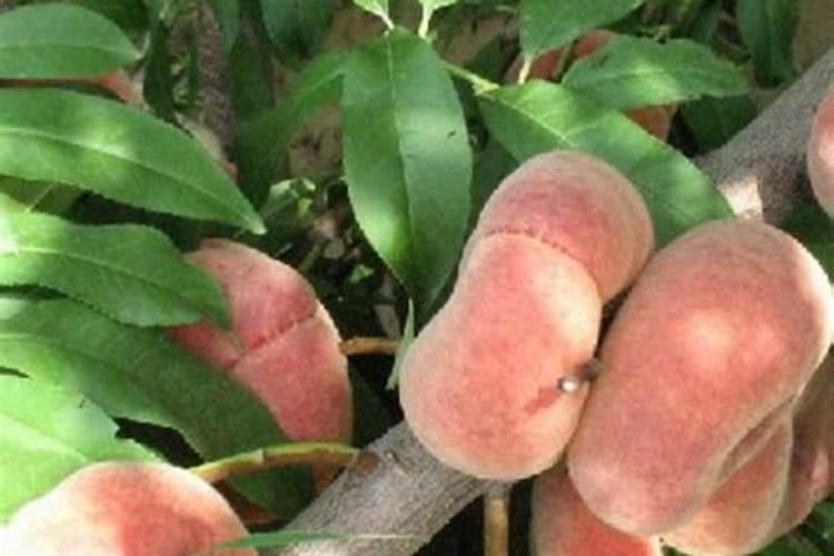 揭秘蟠桃种子的神秘面纱：种植可行性与方法探索？