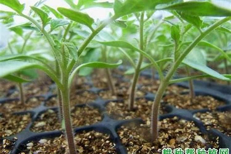 穴盘育的番茄苗龄60天了只有三叶一心是何原因