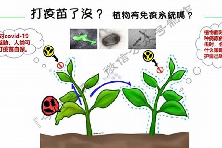 大豆保卫战：识别与抗击菌核疫病的策略