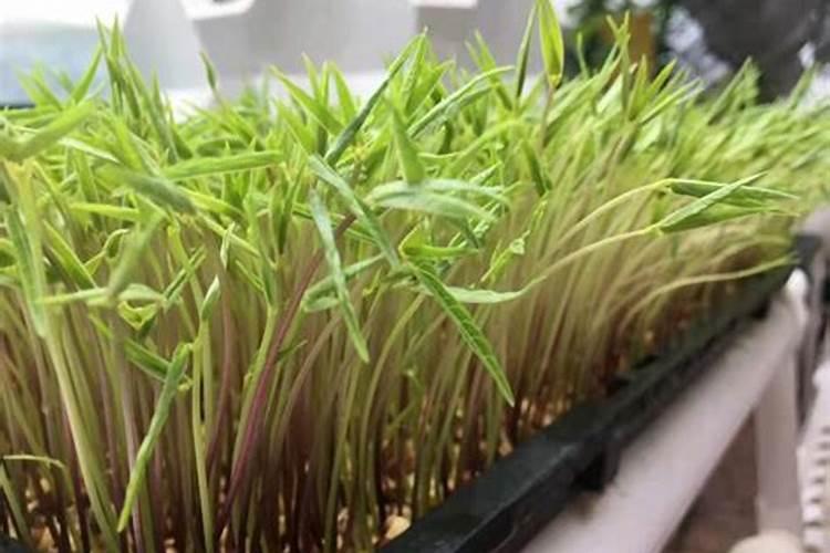 揭秘花椒芽苗菜高效假植生产技术