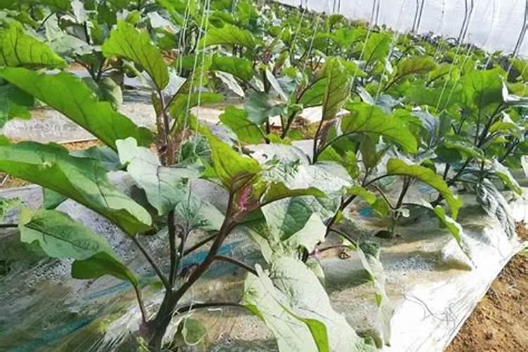 守护绿茵：茄子病毒病防治技术升级版