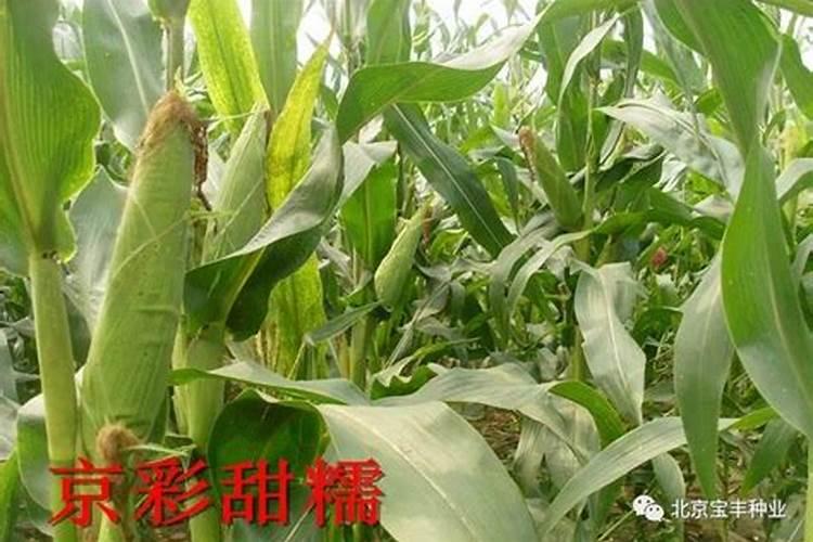 浅析玉米不结棒的原因