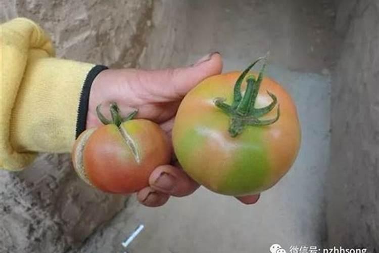 西红柿黄顶原因