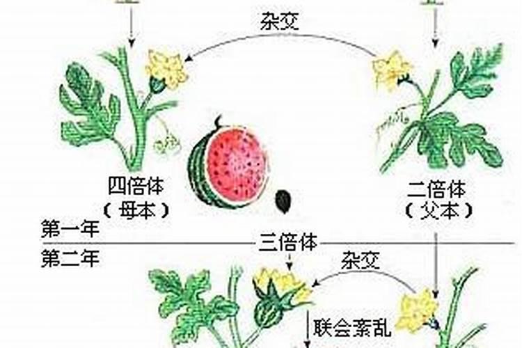 三倍体无籽西瓜无子的原因