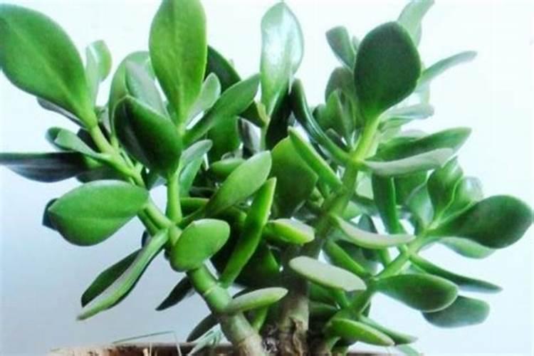 燕子掌的养殖方法，对肥水需求较高的花卉植物？