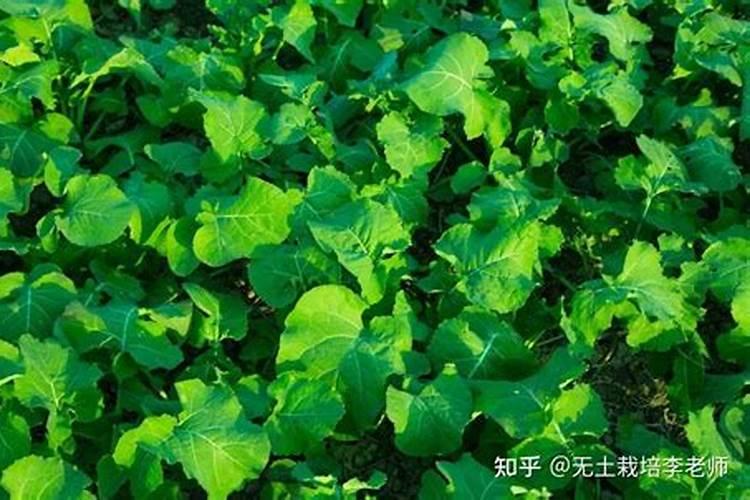 油菜缺硼症状及对策