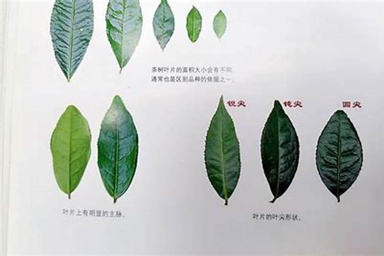 茶树掉叶子是什么原因？