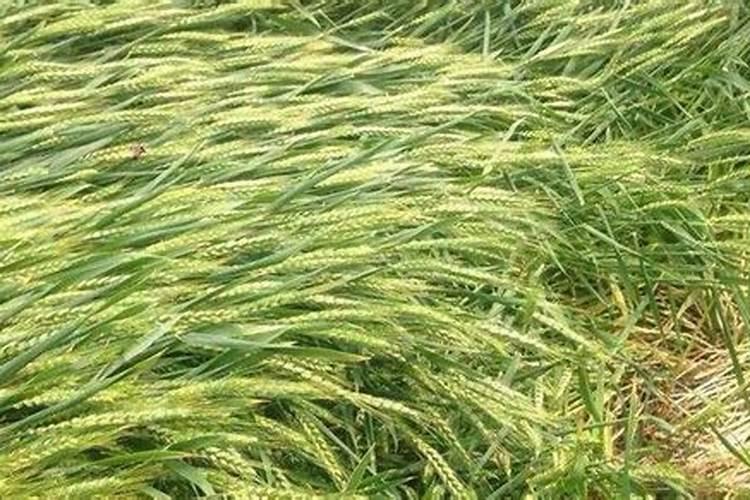 小麦播种期科学应对生长后期倒伏现象