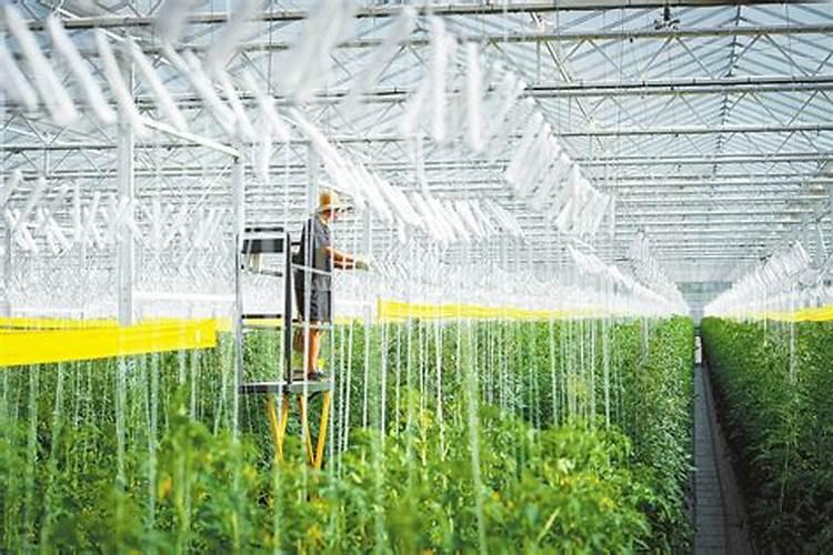 智能温室：精准调控温湿度的艺术