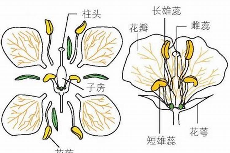 常用授粉方式的优缺？