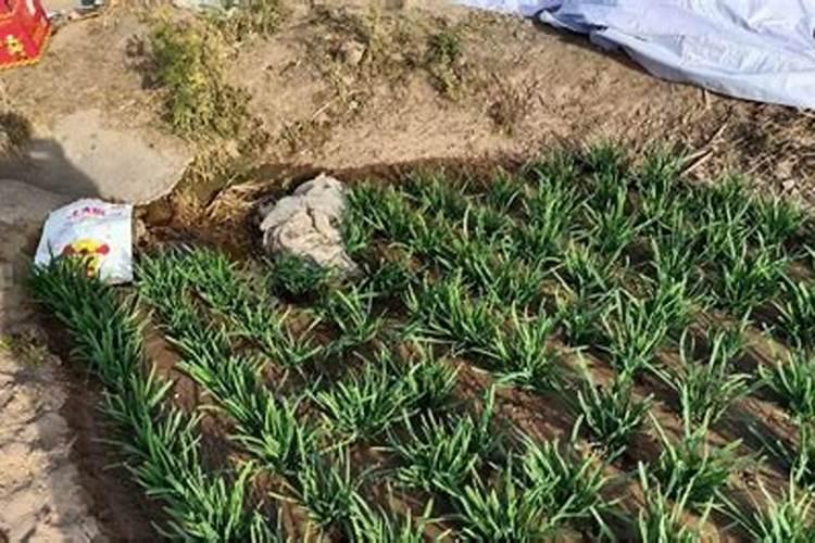 冬春季大棚韭菜管理方法？