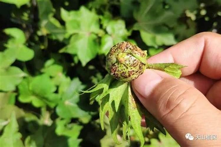 棉花？蝽象危害棉花什么部位？