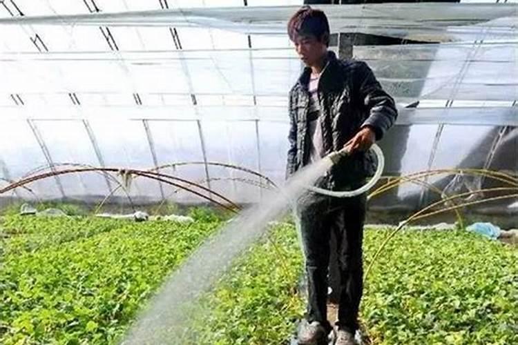 掌握正确农药灌根方法，确保农作物健康生长？