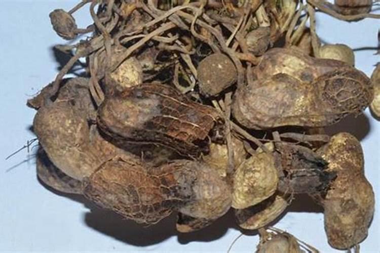 花生烂果严重是什么原因造成的？
