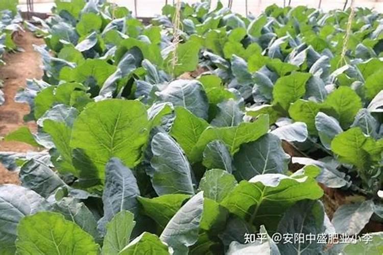 绿意盎然：花椰菜的施肥秘籍